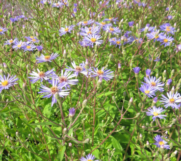 Preview: Aster x herveyi Twilight 2